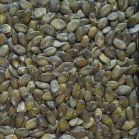 Tekvicové semienka tmavé 5 kg BIO   COUNTRY LIFE