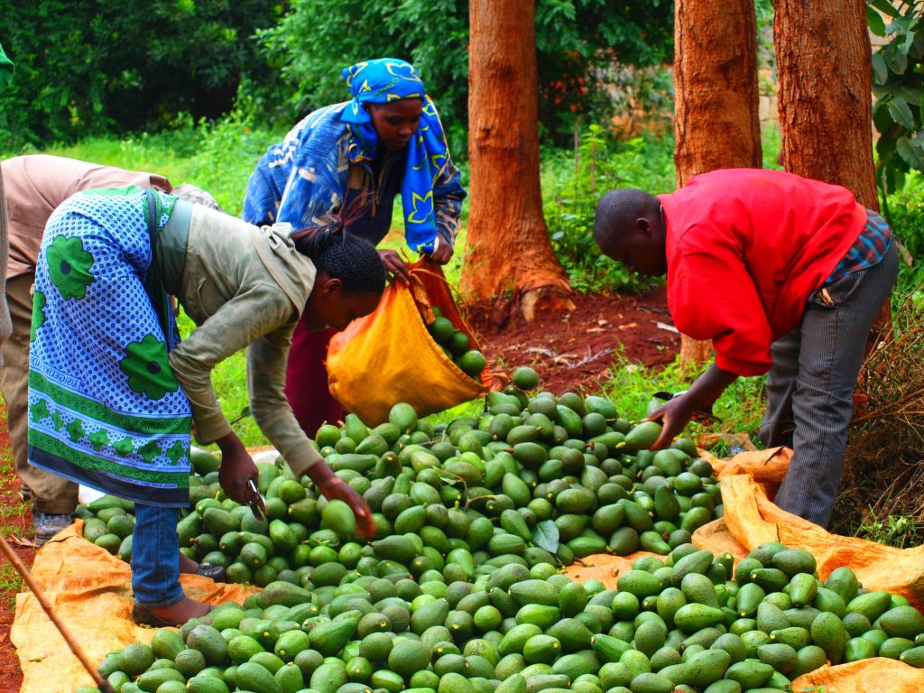 Projekt Kenia - Avocadoöl_2